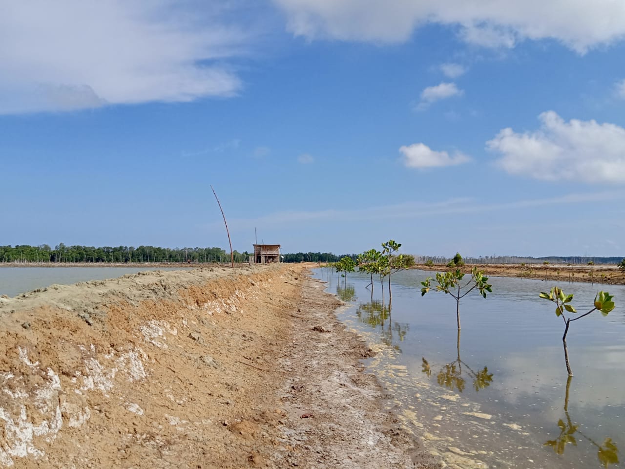 Menteri Edhy Prabowo Bakal Panen Bandeng di Kawasan Hutan Mangrove yang Rusak